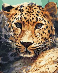 Картина по номерам: Портрет леопарда фото 1
